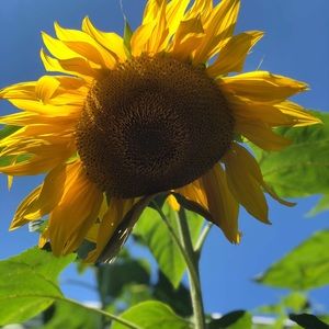 Meet your Posher, Susie